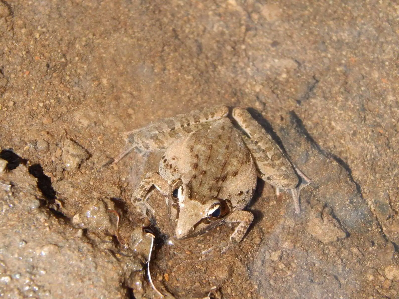 Kenya Herpetology Safari Tour: Cisticola- Birding & Nature Tours in ...